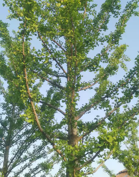 咏银杏新叶：古干撑云向碧空 新裁翠扇倚东风