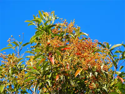 咏石楠：不与群芳争艳妆，苍枝翠叶自轩昂