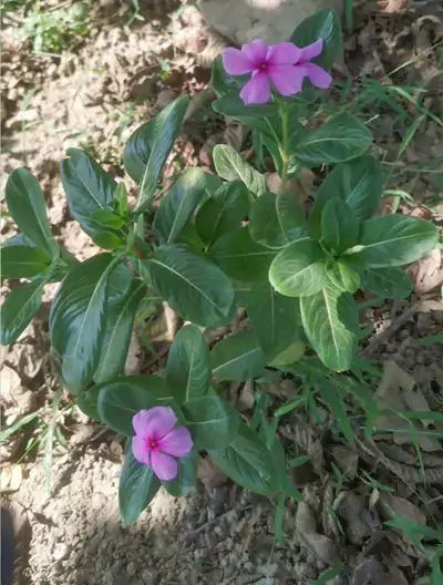 咏长春花：翠叶凝光衬紫芳  闲开日日度韶光 不随桃李争春色